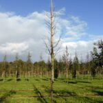 Malus tschonoskii ‘Belmonte’