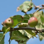 Malus tschonoskii ‘Belmonte’