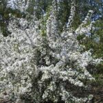 Malus tschonoskii ‘Belmonte’