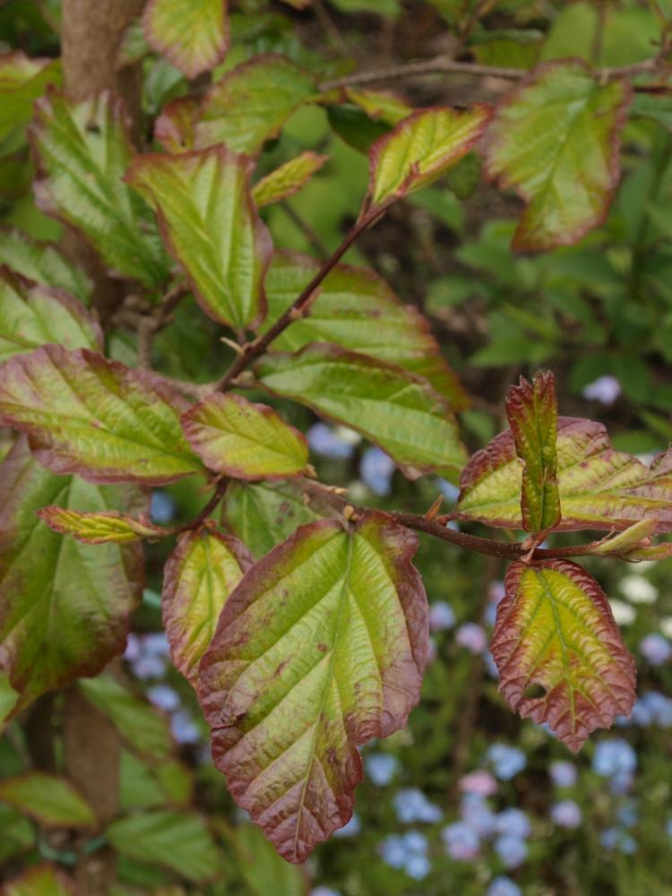 Parrotia persica ‘Bella’