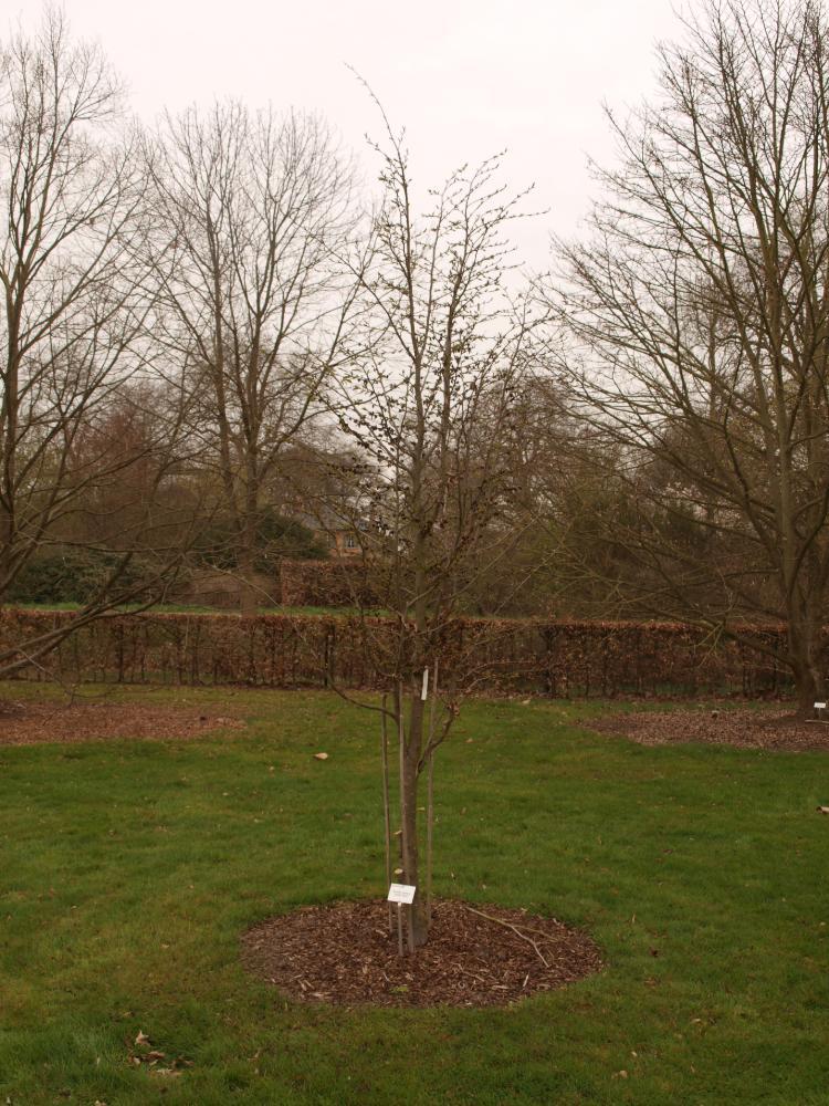 Parrotia persica ‘Jodrell Bank’