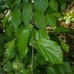 Parrotia persica