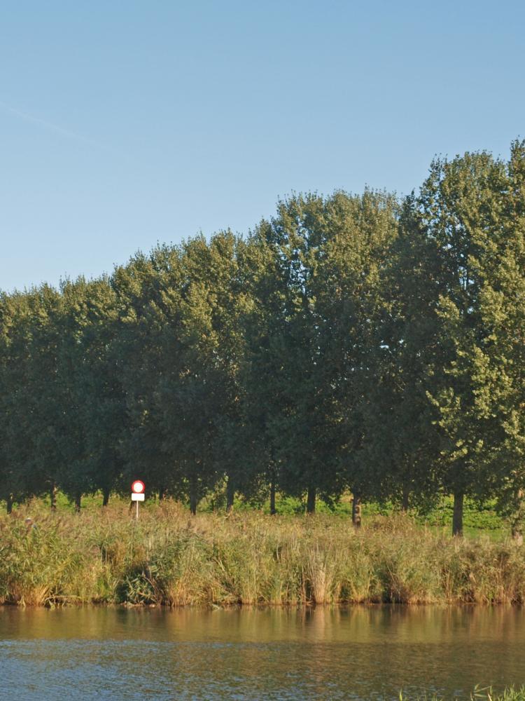 Populus canadensis ‘Koster’