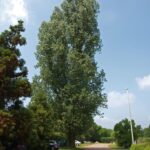 Populus canadensis ‘Serotina de Selys’