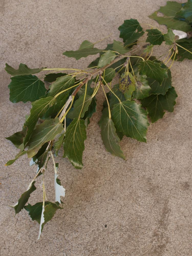 Populus canescens ‘Enniger’