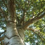 Populus canescens ‘Witte van Haamstede’