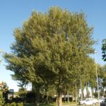 Populus nigra 'Brandaris'