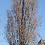 Populus nigra ‘Italica’