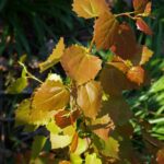 Populus tremula ‘Erecta’