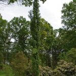 Populus tremula ‘Erecta’