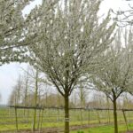 Prunus 'Umineko'