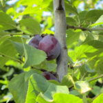 Prunus domestica 'Hauszwetche'