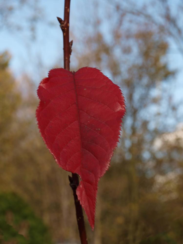 Prunus serrulata 'Royal Burgundy'