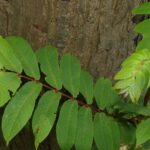 Pterocarya rhoifolia