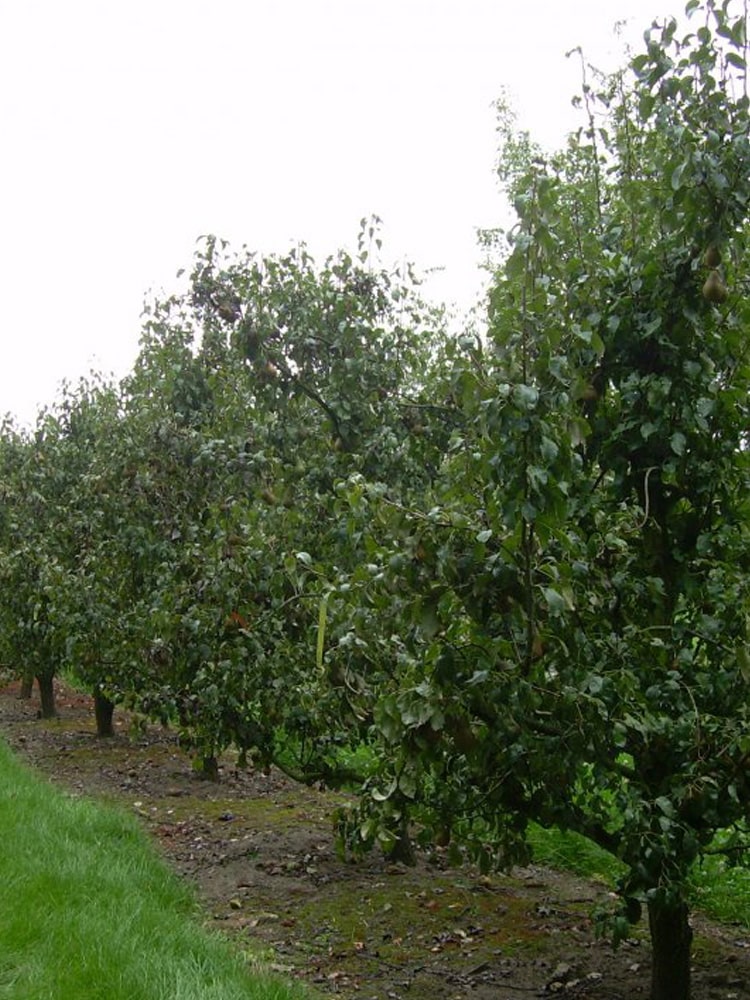 Pyrus communis 'Doyenné de Comice'