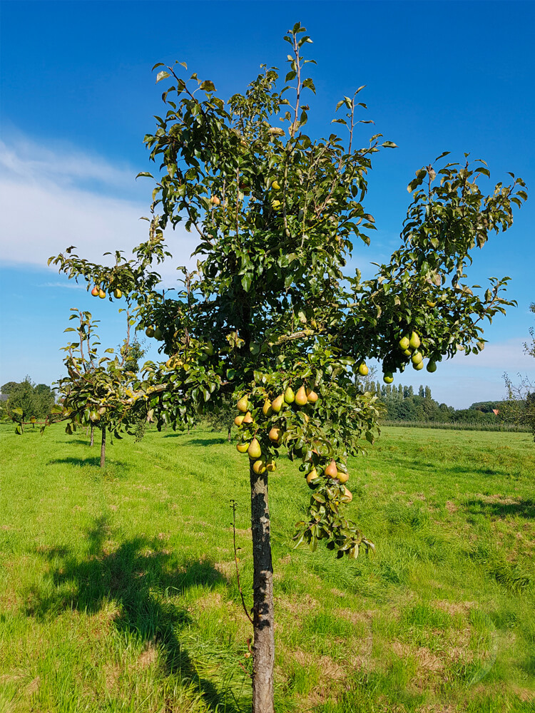 Pyrus communis 'Beurre Hardy'