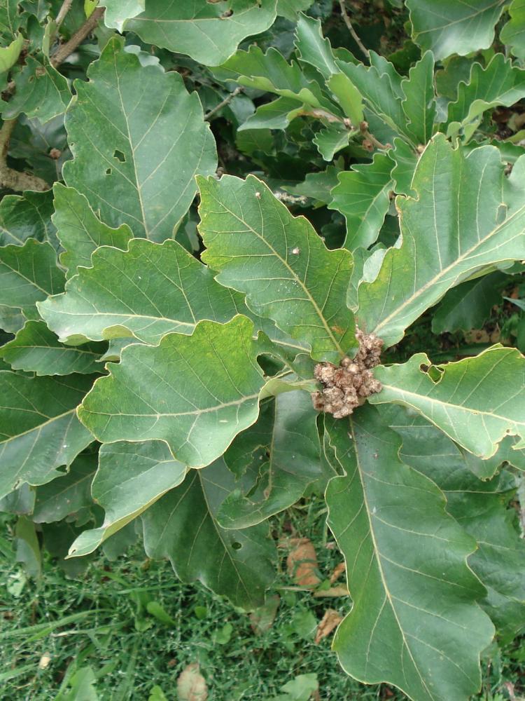 Quercus dentata