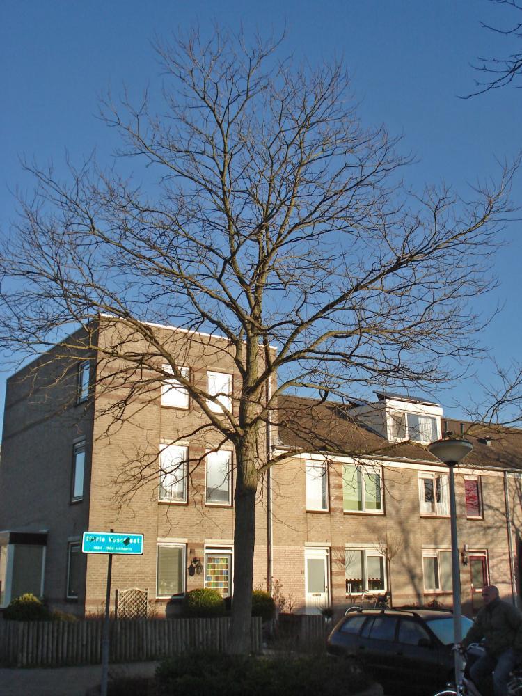 Robinia pseudoacacia ‘Bessoniana’