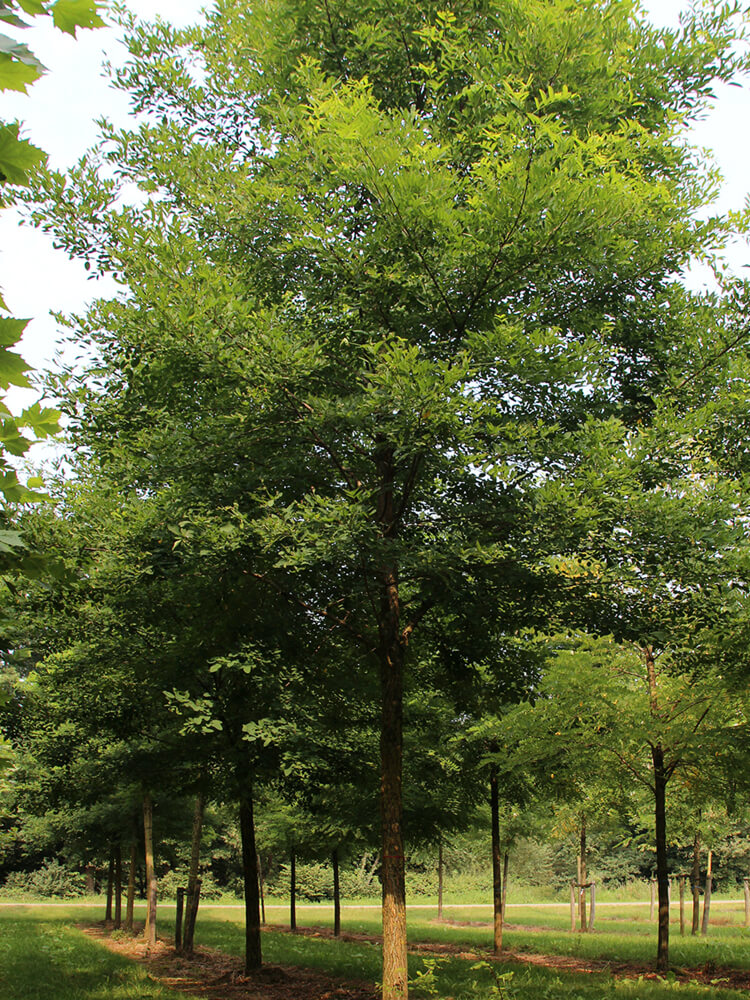 Robinia pseudoacacia 'Sandraudiga'