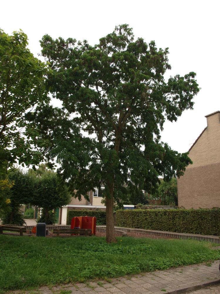 Robinia pseudoacacia ‘Tortuosa’