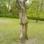 Robinia pseudoacacia ‘Umbraculifera’