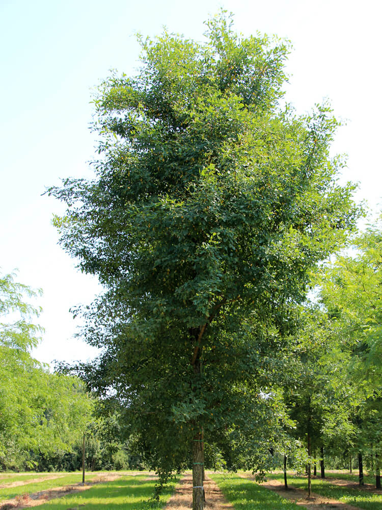 Robinia pseudoacacia ‘Unifoliola’