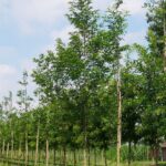 Robinia pseudoacacia 'Semperflorens'