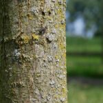 Robinia pseudoacacia 'Semperflorens'