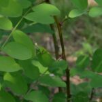 Robinia pseudoacacia 'Semperflorens'