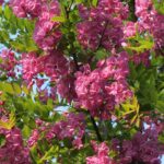 Robinia margaretta ‘Pink Cascade’ CASQUE ROUGE