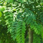 Robinia margaretta ‘Pink Cascade’ CASQUE ROUGE