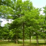 Robinia pseudoacacia 'Nyirsegi'