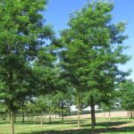 Robinia pseudoacacia 'Nyirsegi'