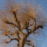 Salix sepulcralis ‘Chrysocoma’