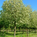 Sorbus intermedia