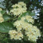 Sorbus intermedia