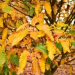 Sorbus thuringiaca 'Fastigiata'