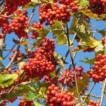 Sorbus thuringiaca 'Fastigiata'