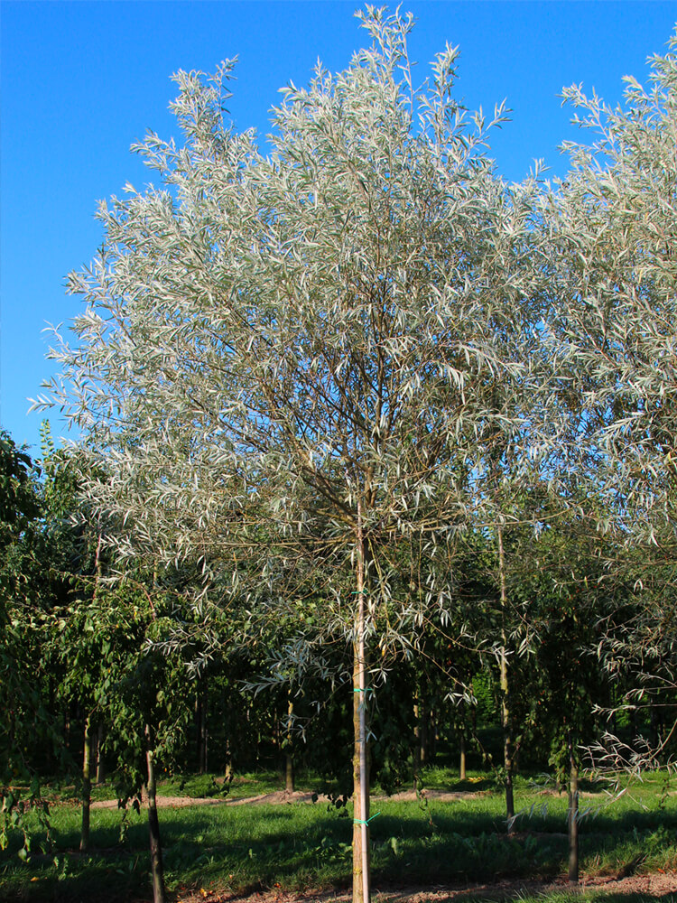 Salix alba ‘Sericea’