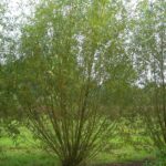 Salix Viminalis