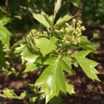 Sorbus torminalis