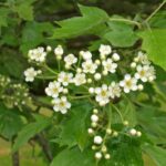 Sorbus torminalis