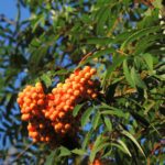 Sorbus arnoldiana 'Schouten'