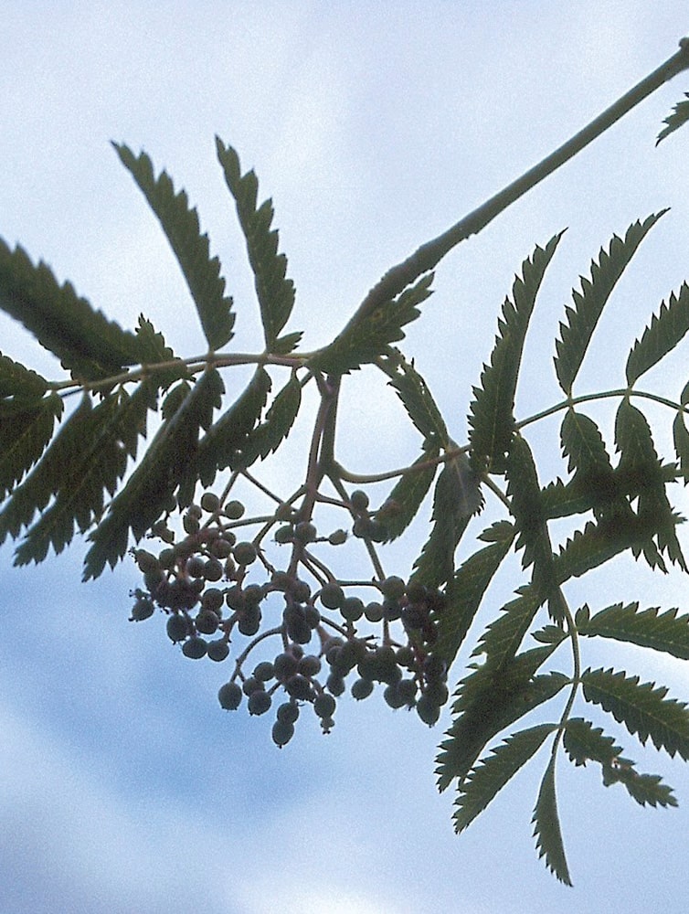 Sorbus aucuparia ‘Aspleniifolia’