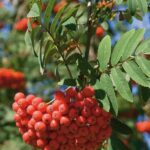 Sorbus aucuparia ‘Rossica Major’