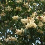 Syringa reticulata ‘Ivory Silk’