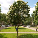 Syringa reticulata ‘Ivory Silk’