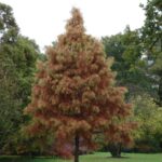 Taxodium distichum