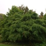 Taxodium distichum