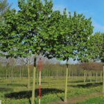 Tilia tomentosa 'Hungary Globe'